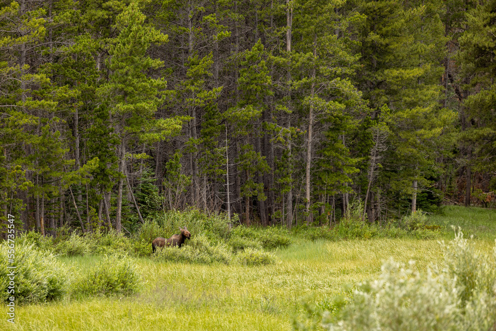 Moose in Rocky Mountain National Park Moose in Rocky Mountain National Park