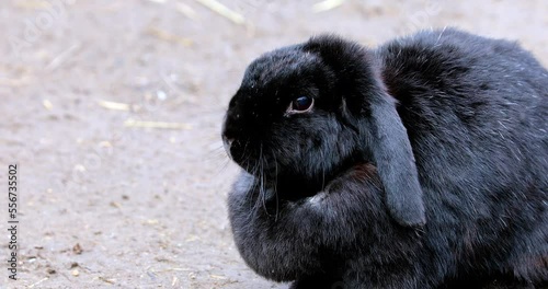 Black Lop-Eared Rabbit