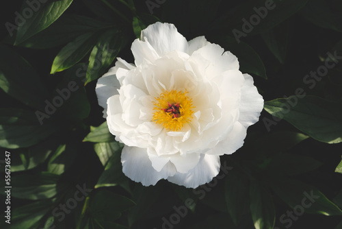 Beautiful fresh delicate white peony flowers in full bloom in the garden on flowerbed with dark green leaves, close up. Summer natural floral background.