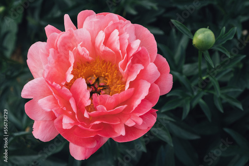 Fototapeta Naklejka Na Ścianę i Meble -  Beautiful fresh Coral Charm peony flower in full bloom in the garden, close up. Summer flowers. Nature background.