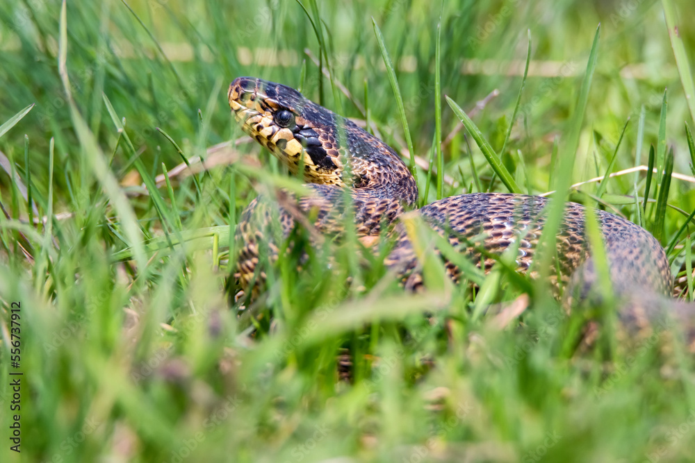Close-up of blotched snake or Elaphe sauromates in grass Close-up of blotched snake or Elaphe sauromates in grass