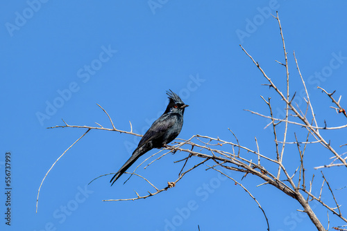 Phainopepla photo