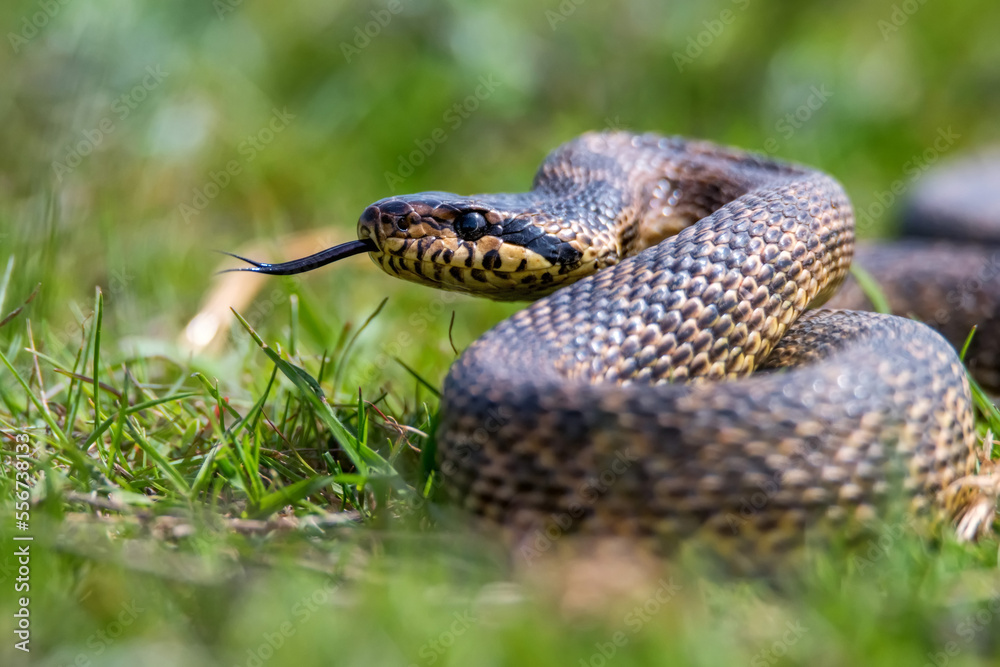 Close-up of blotched snake or Elaphe sauromates showing its tongue Close-up of blotched snake or Elaphe sauromates showing its tongue