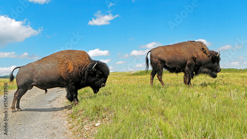 Bison Paddock, Waterton Lakes National Park, Alberta, Canada