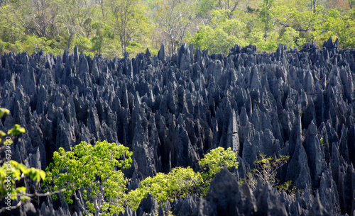 Stone forest, Tsingy de Bemaraha, calcareous rock, Madagascar photo