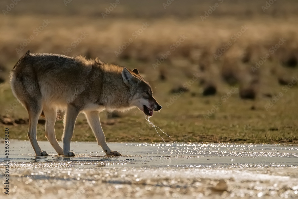 Eurasian wolf or Canis lupus lupus walks in steppe Eurasian wolf or Canis lupus lupus walks in steppe