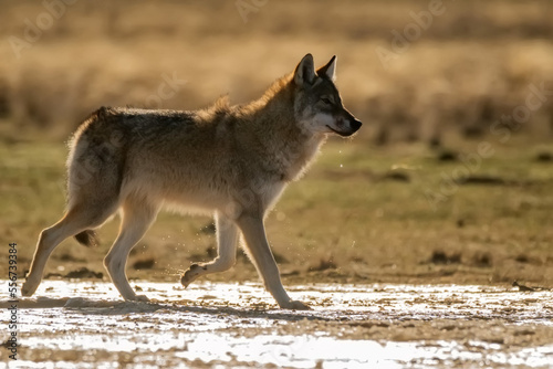 Eurasian wolf or Canis lupus lupus walks in steppe