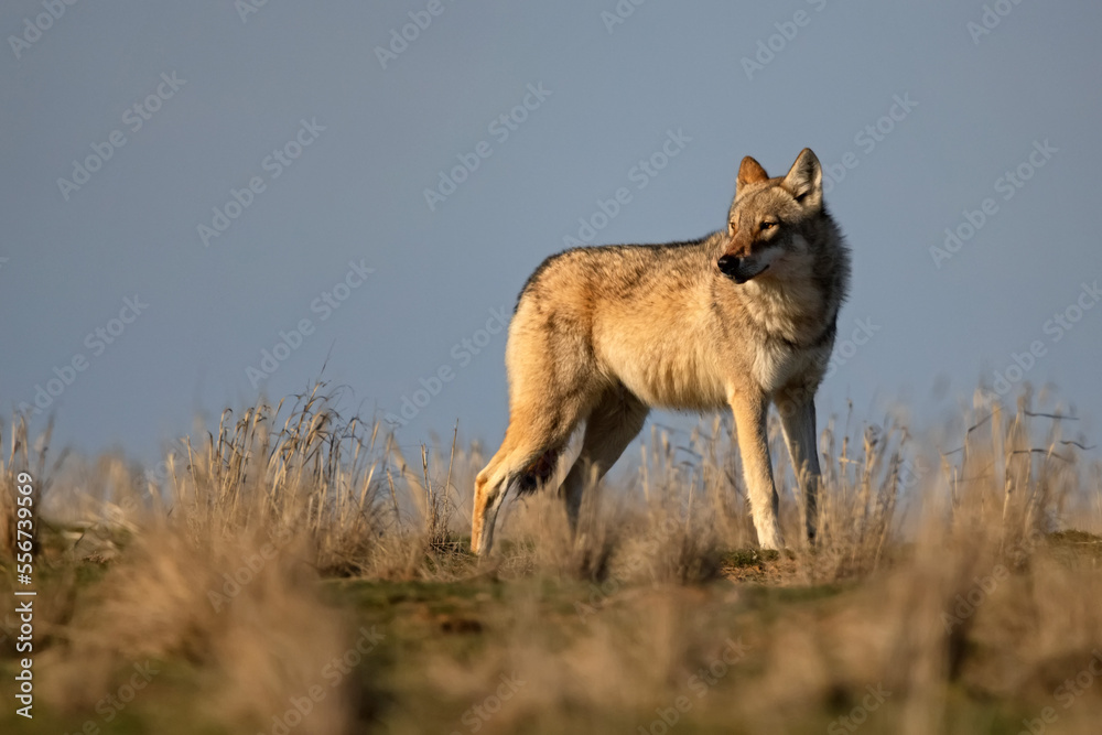 Eurasian wolf or Canis lupus lupus walks in steppe Eurasian wolf or Canis lupus lupus walks in steppe