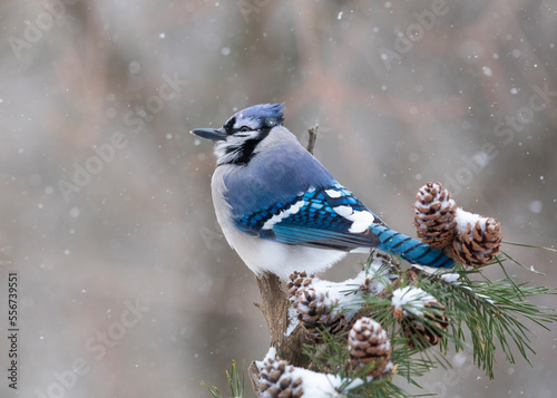 blue jay in snow on pine tree