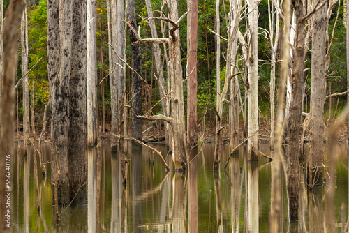 Swampy wilderness area in Queensland with dead trees in lake water.