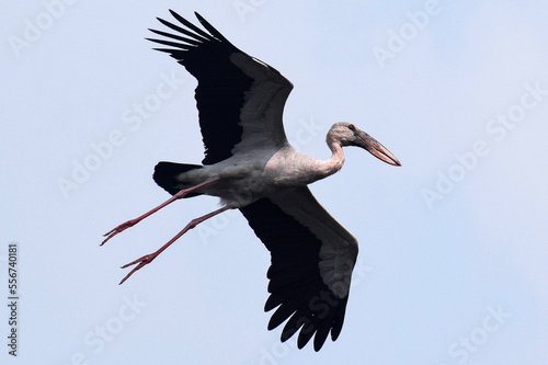 stork in flight