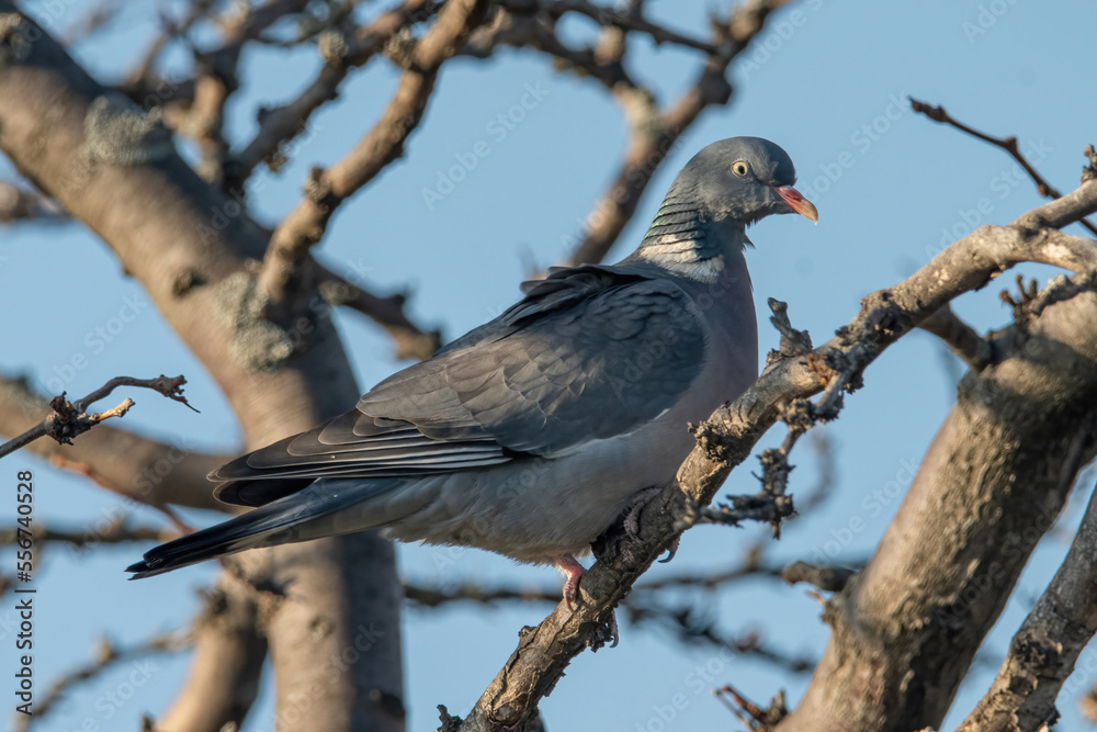 Common Wood Pigeon(Columba palumbus) on tree branch Common Wood Pigeon(Columba palumbus) on tree branch