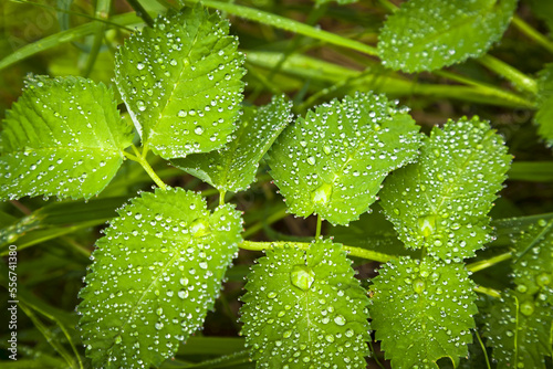 Prickly Rose leaves (Rosa acicularis), Chugach Mountains, Chugach State Park, South-central Alaska in summertime; Alaska, United States of America