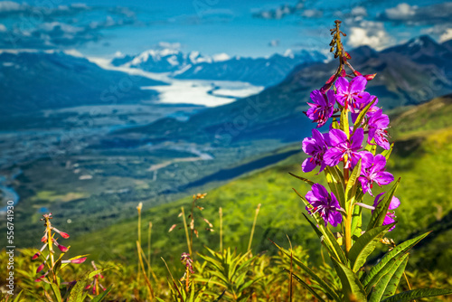 Fireweed and Knik Glacier, Chugach Mountains, Alaska, USA