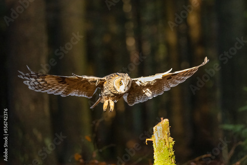 Long eared owl, Asio Otus, in Bohemian Moravian Highlands.