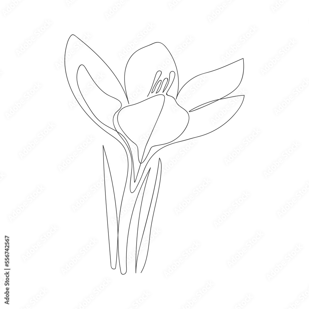 crocus flower drawn in one solid black line on a white background. line ...