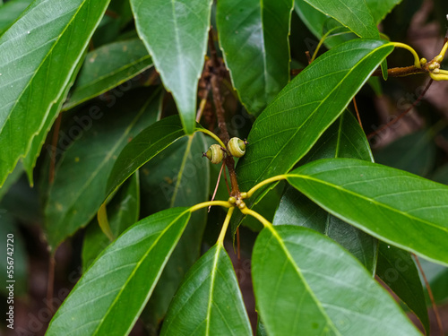 small fruits of the gray oak in the park close-up