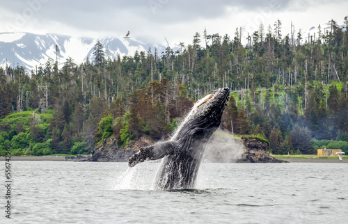 Humpback whale (Megaptera novaeanglia) surfacing and breaching water and blowing air near Cohen Island in Kachemak Bay; Homer, Alaska, United States of America photo