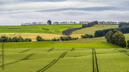 Tractor lines in planted fields with tree-lined hills on the horizon; Gore, Longridge North, Southland, New Zealand photo