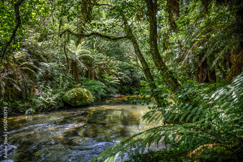 Stream running through tropical rainforest with lush vegetation along mountain biking trail; Rotorua, Bay of Plenty Region, North Island, New Zealand photo