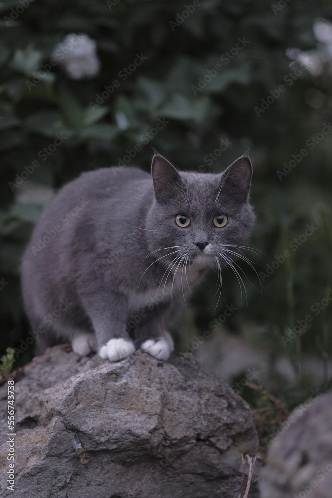 A gray cat sits on a gray stone.