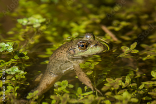 Close-up portrait of an American bullfrog (Lithobates catesbeianus) in the water with aquatic plants; Astoria, Oregon, United States of America photo