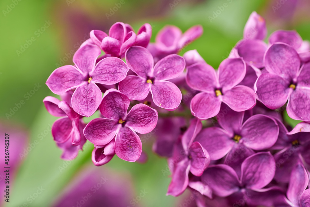 Beautiful purple lilac flowers. Macro photo of lilac spring flowers. Floral background. Beautiful purple lilac flowers. Macro photo of lilac spring flowers. Floral background.
