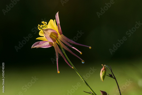 A columbine blossom catches the light in an Oregon flower garden; Astoria, Oregon, United States of America