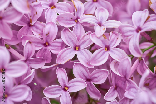 Beautiful defocused abstract background with purple lilac macro flowers and copy space. Macro photography.