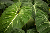 Tropical philodendron melanochrysum green plant