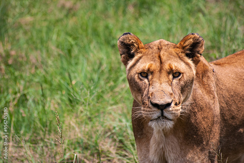 African Lion © Chris