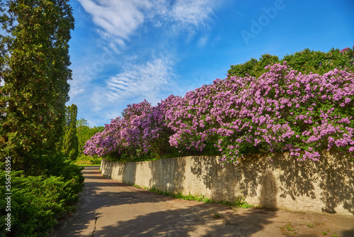 Lilac alley leading to Vydubichi monastery in Hryshko National Botanical Garden with Left bank view, Kiyv photo