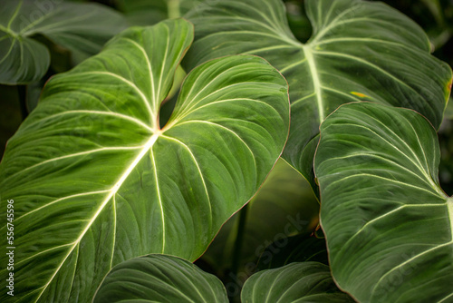 Tropical philodendron melanochrysum green plant