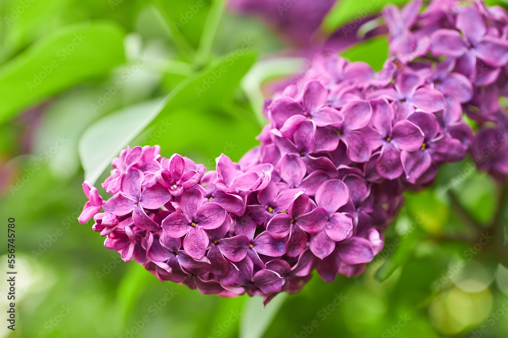 Beautiful defocused abstract background with purple lilac macro flowers and copy space. Macro photography. Beautiful defocused abstract background with purple lilac macro flowers and copy space. Macro photography.