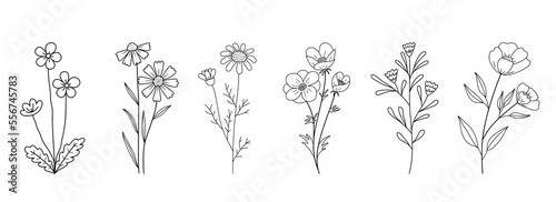 Decorative Branch Illustration Flower Line Art