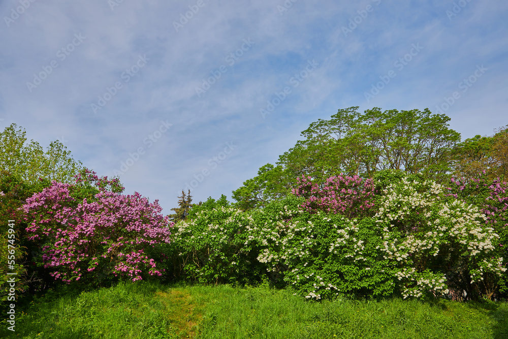 Obraz premium delightful lilac alley in the botanical garden.