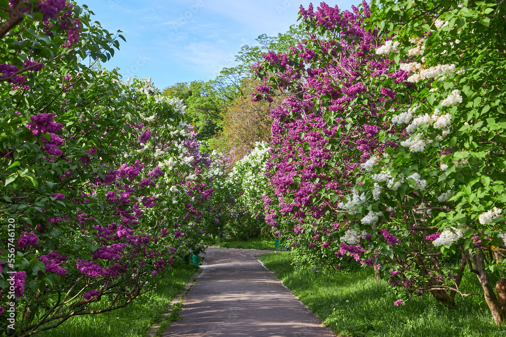 delightful lilac alley in the botanical garden.