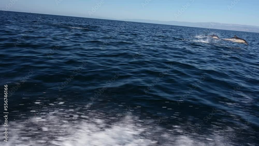 Fast swimming dolphins angling toward fast boat. Fast swimming dolphins angling toward fast boat.