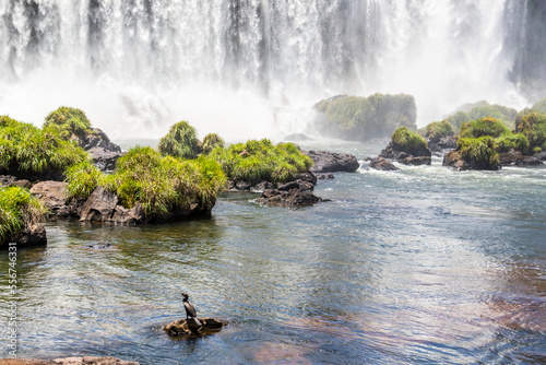 Cormorant at Iguazu Falls; Foz do Iguacu, Parana, Brazil photo