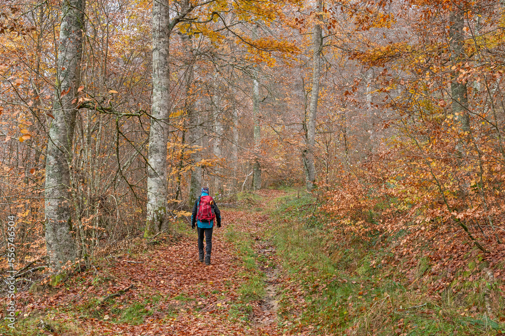 Hiker walking in the damp autumnal forest
Hiker walking in the damp autumnal forest