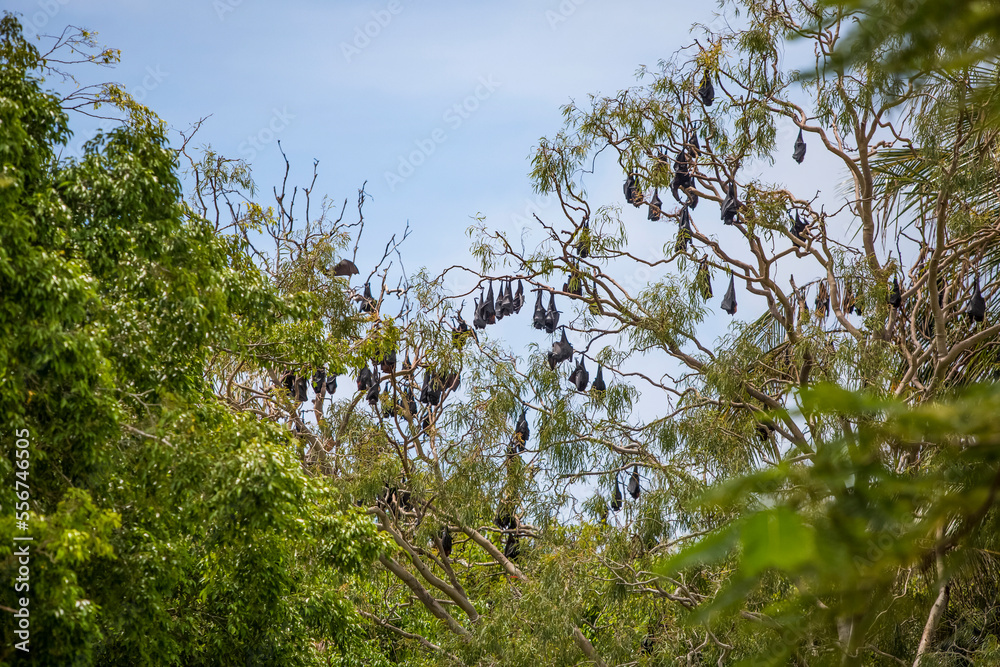 Large numbers of fruit bats (Pteropodidae) hanging upside down from a ...