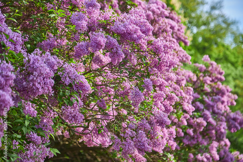 A branch of lilac lilac on a background of green leaves.