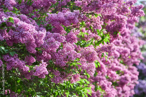 beautiful lilac flowers branch on a green background, natural spring background, soft selective focus.