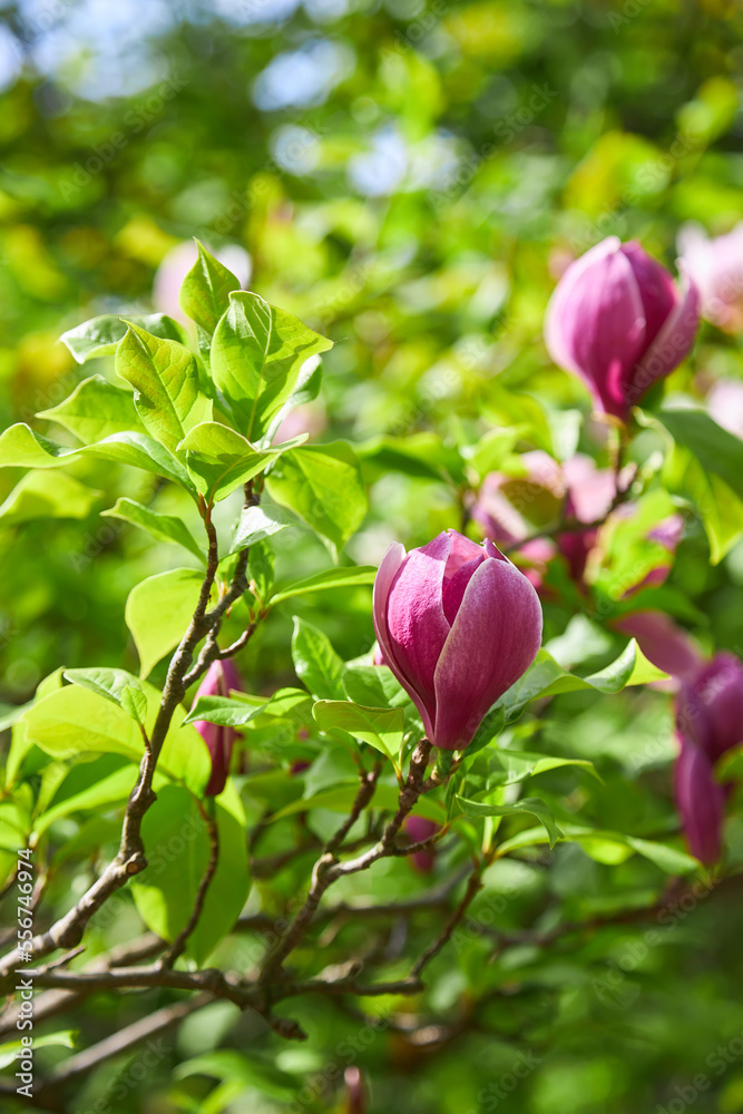 Beautiful magnolia tree. Close up magnolia flower. Beautiful magnolia tree. Close up magnolia flower.