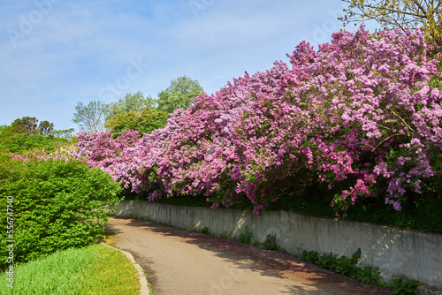 delightful lilac alley in the botanical garden.