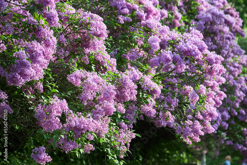 Beautiful lilac flowers with selective focus. Purple lilac flower with blurred green leaves. Spring blossom. Blooming lilac bush with tender tiny flower.