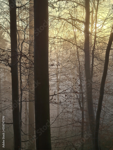 Forest in fog und  in the sunshine