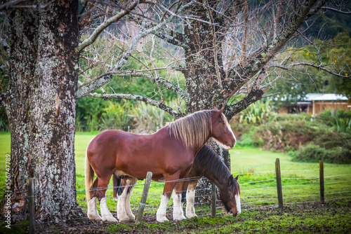 Bautiful horses enjoy their scenic location in New Zealand's Abel Tasman National Park; Tasman, New Zealand photo