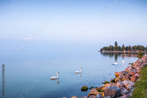 Swans swimming along the shore at Lake Balaton; Zamardi, Somogy County, Hungary photo