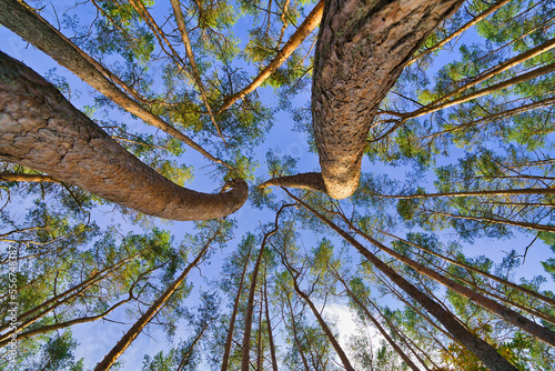 Принти на полотні The Look up into the treetops, magic corkscrew pine trees